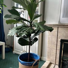 Large Fiddle Leaf Fig plant