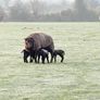 Blue Texel Rams Image 2