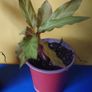 Good for terrarium plant Image 2