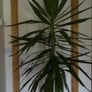 Yucca Flower Image 4