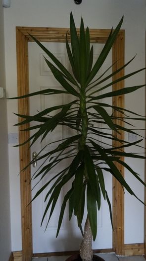 Yucca Flower
