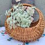 Small Vintage Basket Image 7