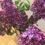 Plant lilac Image 5
