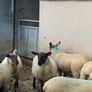 Suffolk - Cheviot Ewe Lambs breed from Scotch mule Image 5