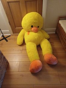 teddy