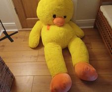 teddy