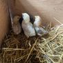 Beautiful maran hen and chicks Image 5