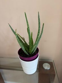 Aloe Vera Plant in ceramic pot