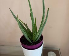 Aloe Vera Plant in ceramic pot