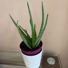 Aloe Vera Plant in ceramic pot