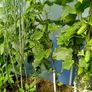 Short Cucumber/ Gherkin "RODNICIOK NATURE H" Seeds Image 5
