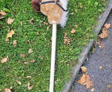 stick horse