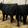 25 Top Quality Angus Bulls Image 9