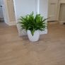 Asplenium Nidus planter Image 5