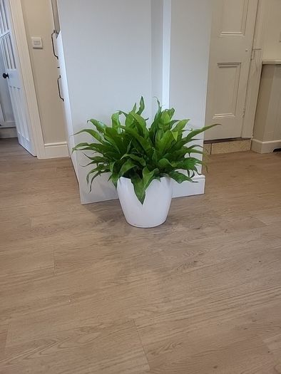 Asplenium Nidus planter