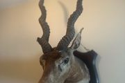 Taxidermy Antelope Royal Irish Rifles Provenance