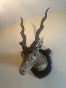 Taxidermy Antelope Royal Irish Rifles Provenance