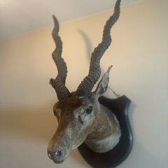 Taxidermy Antelope Royal Irish Rifles Provenance