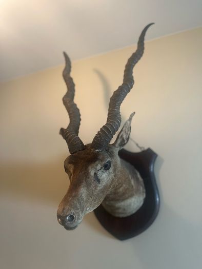 Taxidermy Antelope Royal Irish Rifles Provenance
