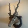 Antique Taxidermy Antelope Royal Irish Rifles Provenance Image 2