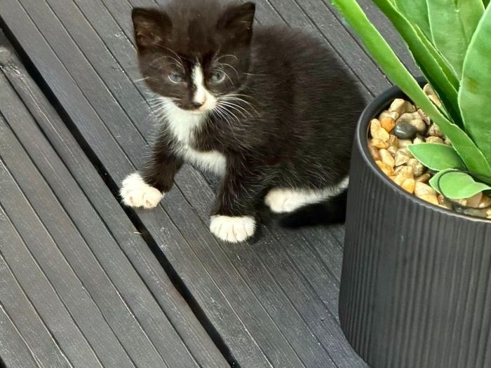 kittens free to good homes only