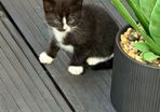 kittens free to good homes only