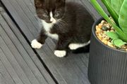 kittens free to good homes only