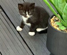 kittens free to good homes only