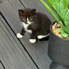 kittens free to good home