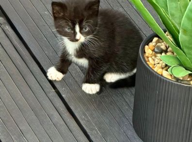 kittens free to good home