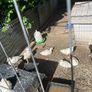 call ducklings and silkie chicks Image 3