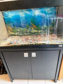 fish t