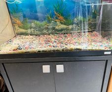 fish t