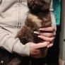Beautiful female kitten Image 3