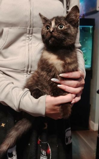 Beautiful female kitten