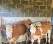 Breeding heifers