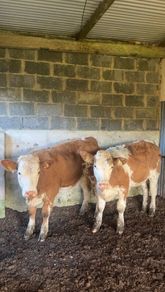 Breeding heifers