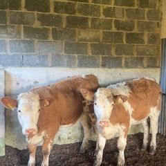Breeding heifers
