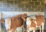 Breeding heifers