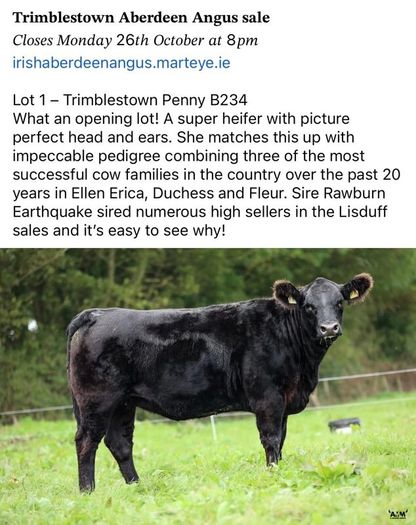 3 select Aberdeen Angus bulls & 2 choice heifers