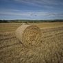 ## Wheaten Straw## Image 4
