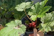 Gunnera