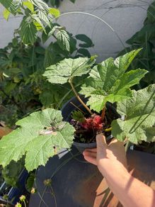 Gunnera
