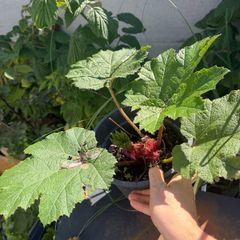 Gunnera