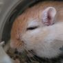Gerbils Image 8