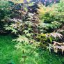 Japanese acers - wide selection Image 6