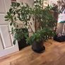 Mature ficus Image 3