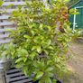 Large  bay leaf Image 3