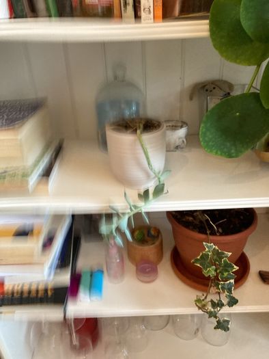 plants