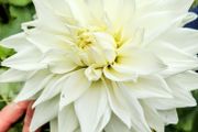 Bulls Pride Giant Dahlia